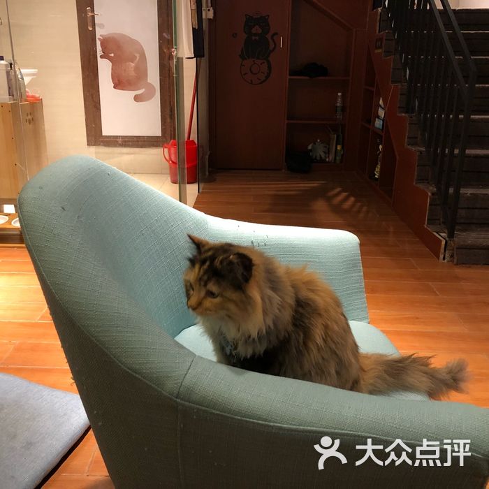 神它喵goditcat-猫咖啡馆