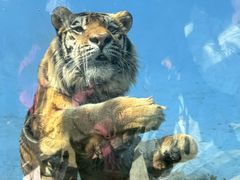 -西霞口神雕山野生动物世界