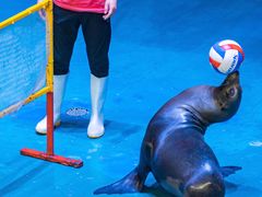 -烟台海昌鲸鲨海洋公园