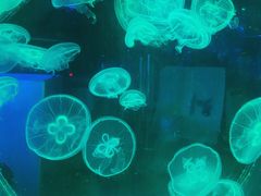 -芜湖新华联大白鲸海洋公园