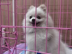 -米苏动物医院·犬猫专科·骨科外科内窥镜