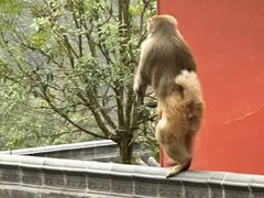 -黔灵山公园