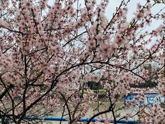 -高东镇樱花园