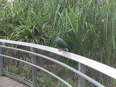 -新加坡飞禽公园