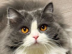 -猫大福·Fortune Cat猫舍(百子湾店)