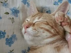 -爱诺耐芙动物医院(万博店)