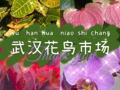 -武汉花鸟市场