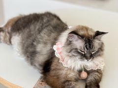 -怪兽屋·羊驼·猫咖·狗咖(俊华广场店)