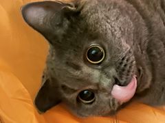 -仁华宠物医院(青羊店)