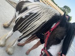 -北京群众马术培训基地