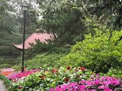 -庐山风景区花径公园
