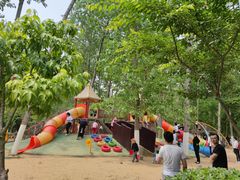 -合肥滨湖国家森林公园