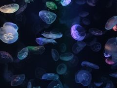-海合安成都极地海洋公园