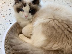 -喵喵咪呀布偶猫咖(春熙路店)
