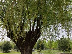 -汉长安城未央宫国家考古遗址公园