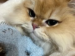 -瑞派·关忠动物医院·猫专科·犬专科(三环新城店)