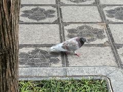 -洛阳白马寺