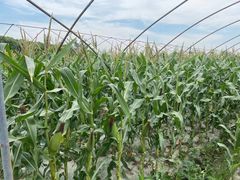 -南汇新场正宗水蜜桃采摘