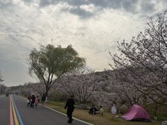 -羊山湖公园