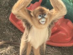 -西霞口神雕山野生动物世界