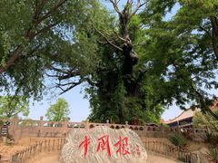 -大槐树寻根祭祖园