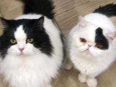 -安格丽娜·狗咖·猫咖羊驼咖(春熙路百盛商场店)