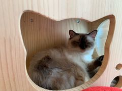 -momokira米努特·德文卷毛猫·棉花面纱犬