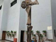 -自贡恐龙博物馆