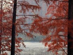 -白鹭湾湿地公园