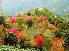 -无量山自然风景保护区