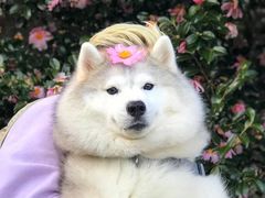 -好利来.生日蛋糕(杨家坪店)