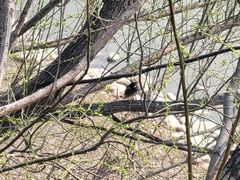 -北京麋鹿生态实验中心