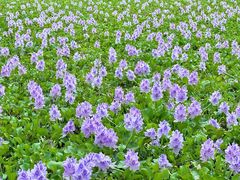 -白鹭湾湿地公园