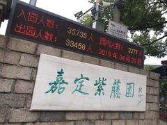 -嘉定紫藤园