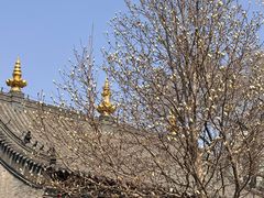 -护国法轮寺
