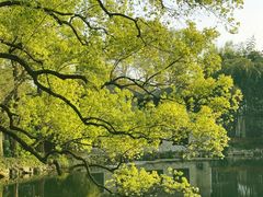 -杭州西湖柳莺里酒店·闻莺厅