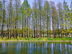 -上海共青森林公园