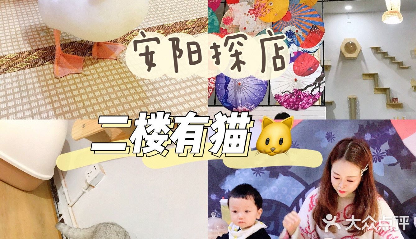 安阳探店｜安阳首家猫咖☕️二楼的猫🐱