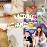 安阳探店｜安阳首家猫咖☕️二楼的猫🐱