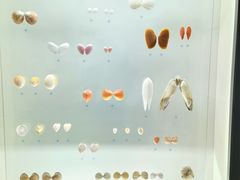 -青岛贝壳博物馆