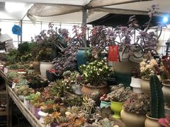 -龙大花卉苗木市场