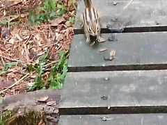 -五营红松林海景区