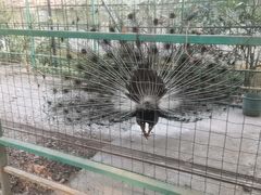 -瑞丽独树成林风景区