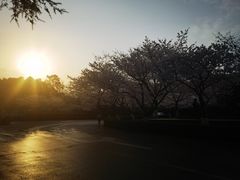 -武汉大学-樱园
