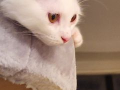 -瑞派·关忠动物医院·猫专科·犬专科(三环新城店)