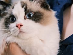 -猫大福·Fortune Cat猫舍(百子湾店)
