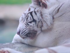 -杭州野生动物世界