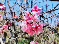 -深圳仙湖植物园