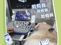 -瑞派名望志远动物医院·猫科·內科·异宠专科(直港大道店)