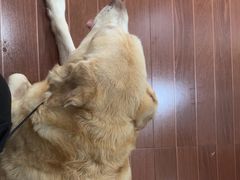 -宠物星动物医院·眼科·异宠·猫科(江南大道总院)